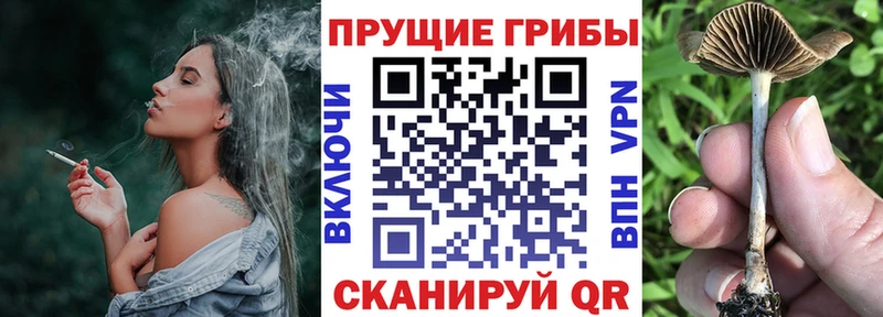 Галлюциногенные грибы ЛСД  закладка  Стародуб 